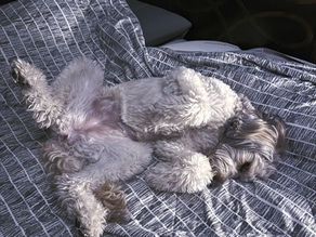 Snickerdoodle Says: Practice a Little Self-Love