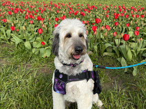 Snickerdoodle Says: Make Every Day Matter