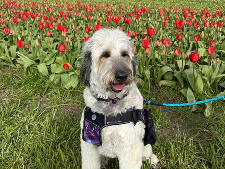 Snickerdoodle Says: Make Every Day Matter