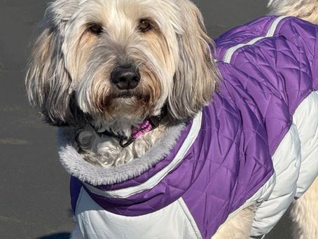 Snickerdoodle Fun Friday: A New Year, The Same Wonderful You (Just a Little Brighter)