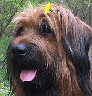Mein Hund mit einer Butterblume im Haar als Symbol für die Fülle & Selbstheilungkräfte der Natur