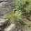 Thumbnail: Sporobolus heterolepis - Prairie Dropseed