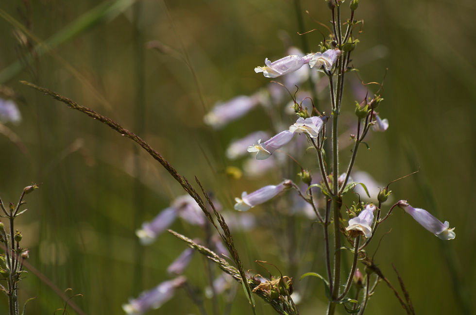 Thumbnail: Penstemon hirsutus - Hairy Beardtongue