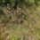 Thumbnail: Sporobolus heterolepis - Prairie Dropseed
