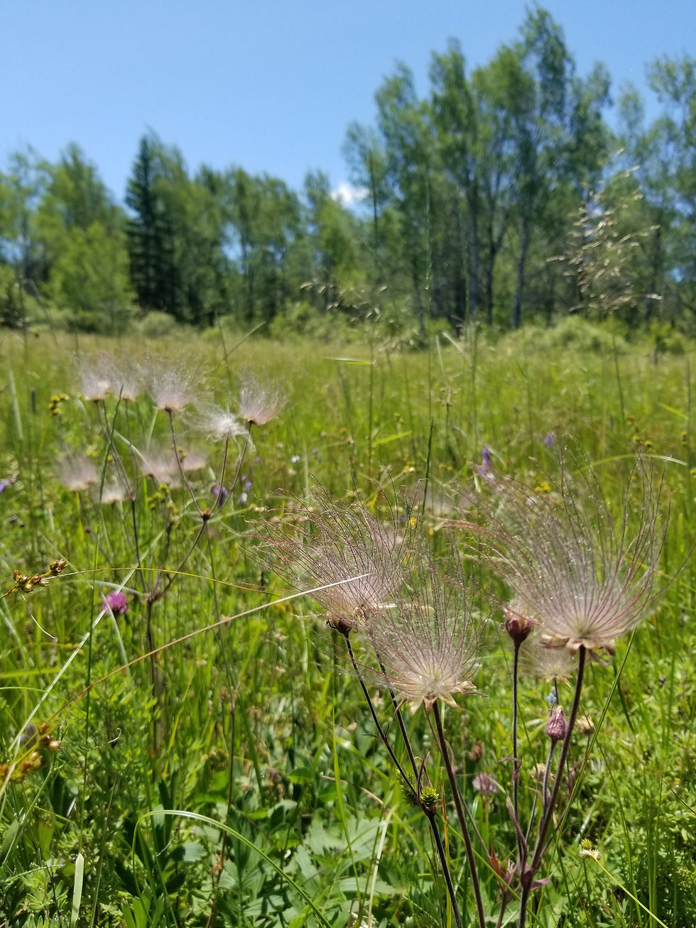 Thumbnail: Geum triflorum - Prairie Smoke