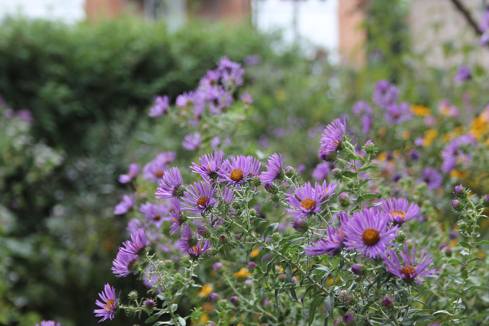 Thumbnail: Symphyotrichum novae-angliae - New England Aster