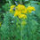 Thumbnail: Solidago  rigida - Stiff Goldenrod