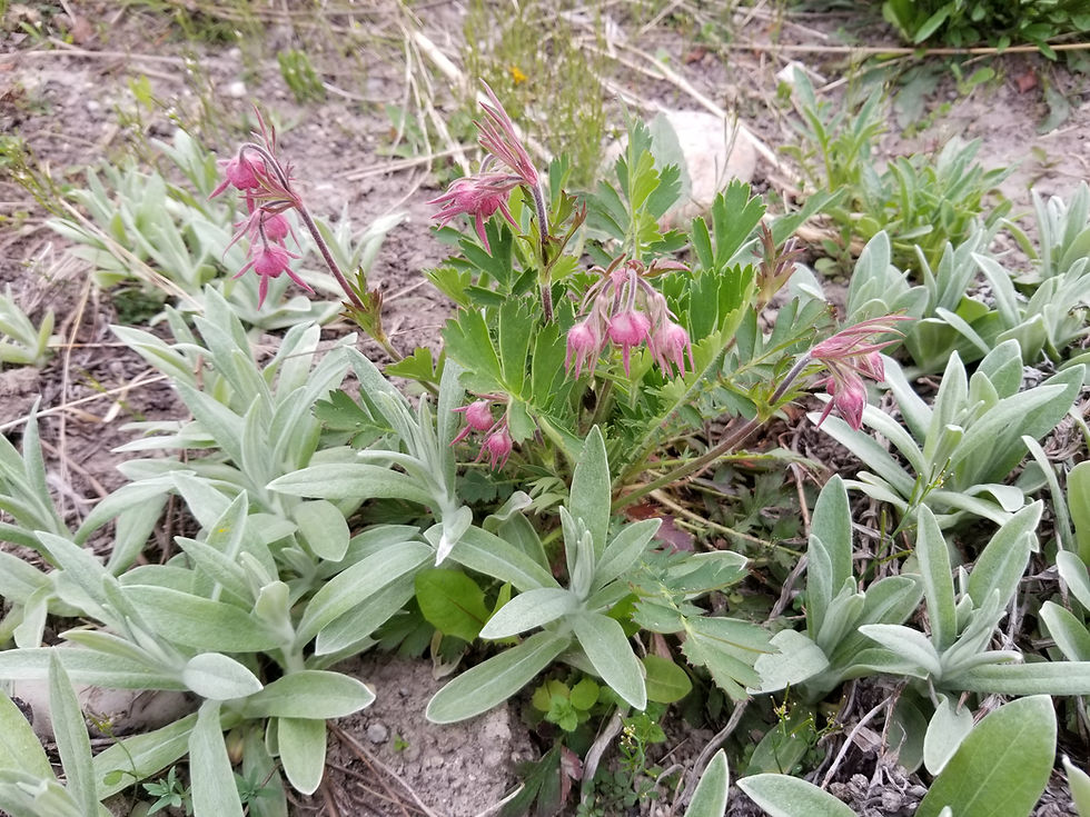 Thumbnail: Geum triflorum - Prairie Smoke