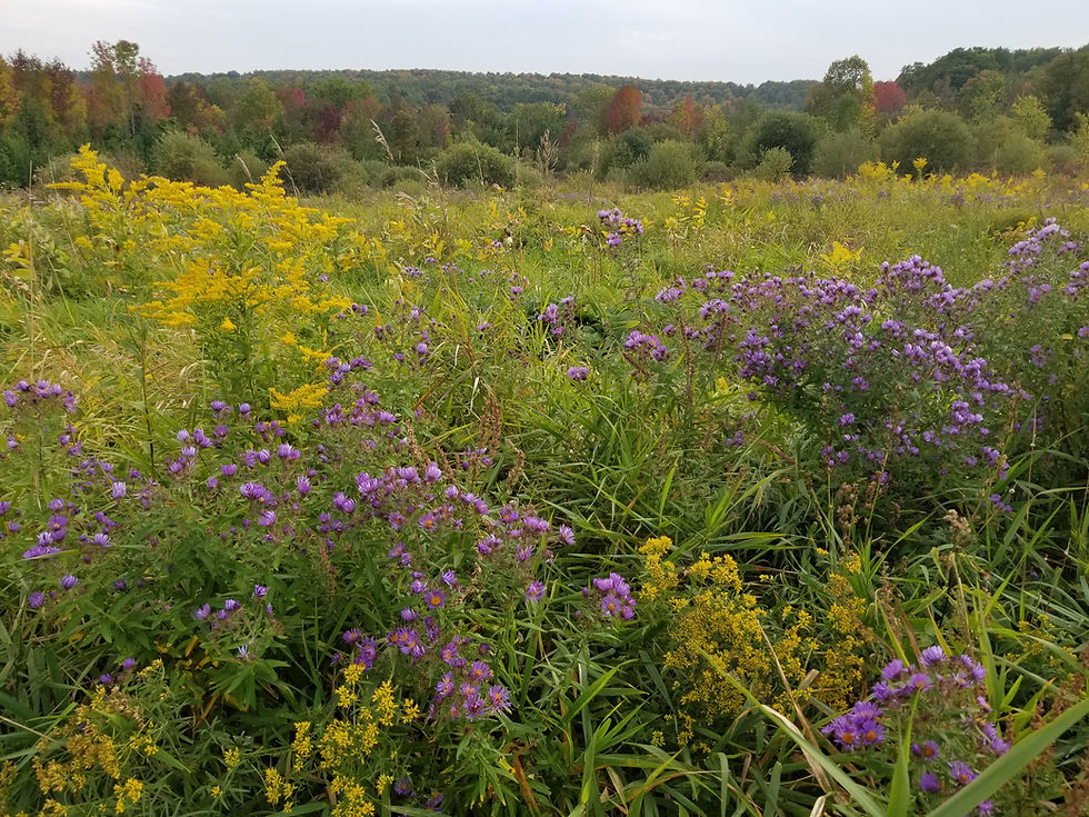 Thumbnail: Symphyotrichum novae-angliae - New England Aster