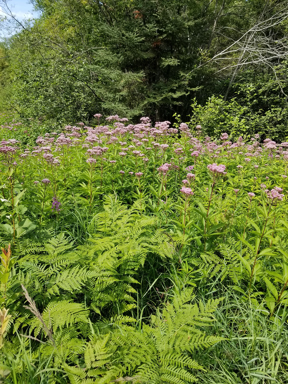 Thumbnail: Eutrochium maculatum - Spotted Joe Pye Weed