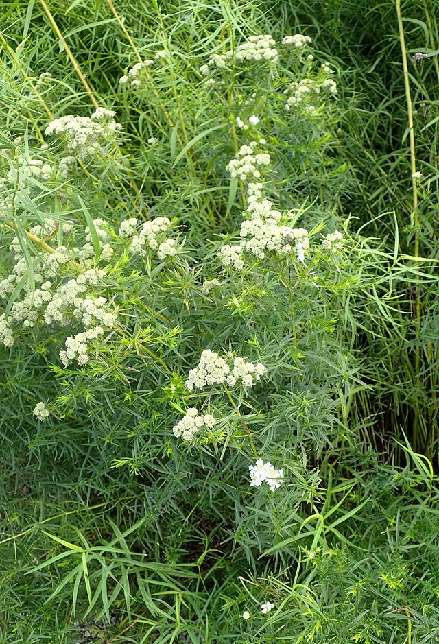 Thumbnail: Pycnanthemum tenuifolium - Slender Mountain Mint