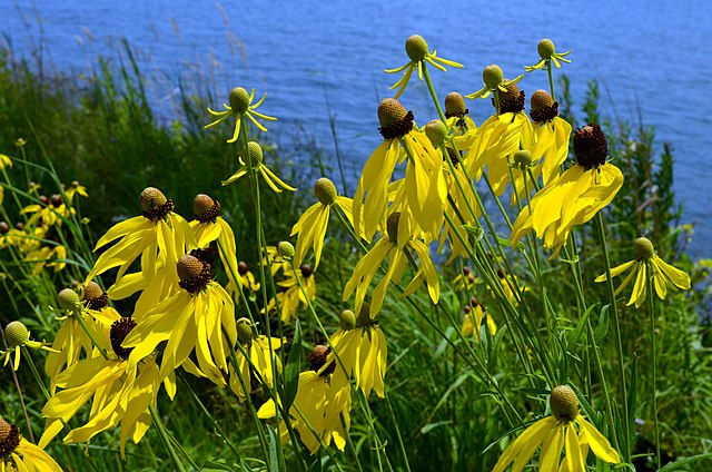 Thumbnail: Ratibida pinnata - Yellow Coneflower