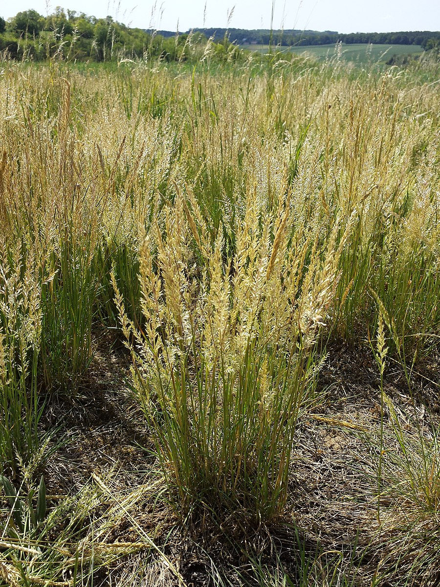 Thumbnail: Koeleria macrantha - Junegrass