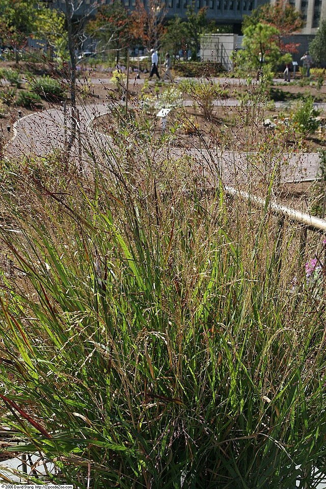 Thumbnail: Panicum virgatum- Switch Grass