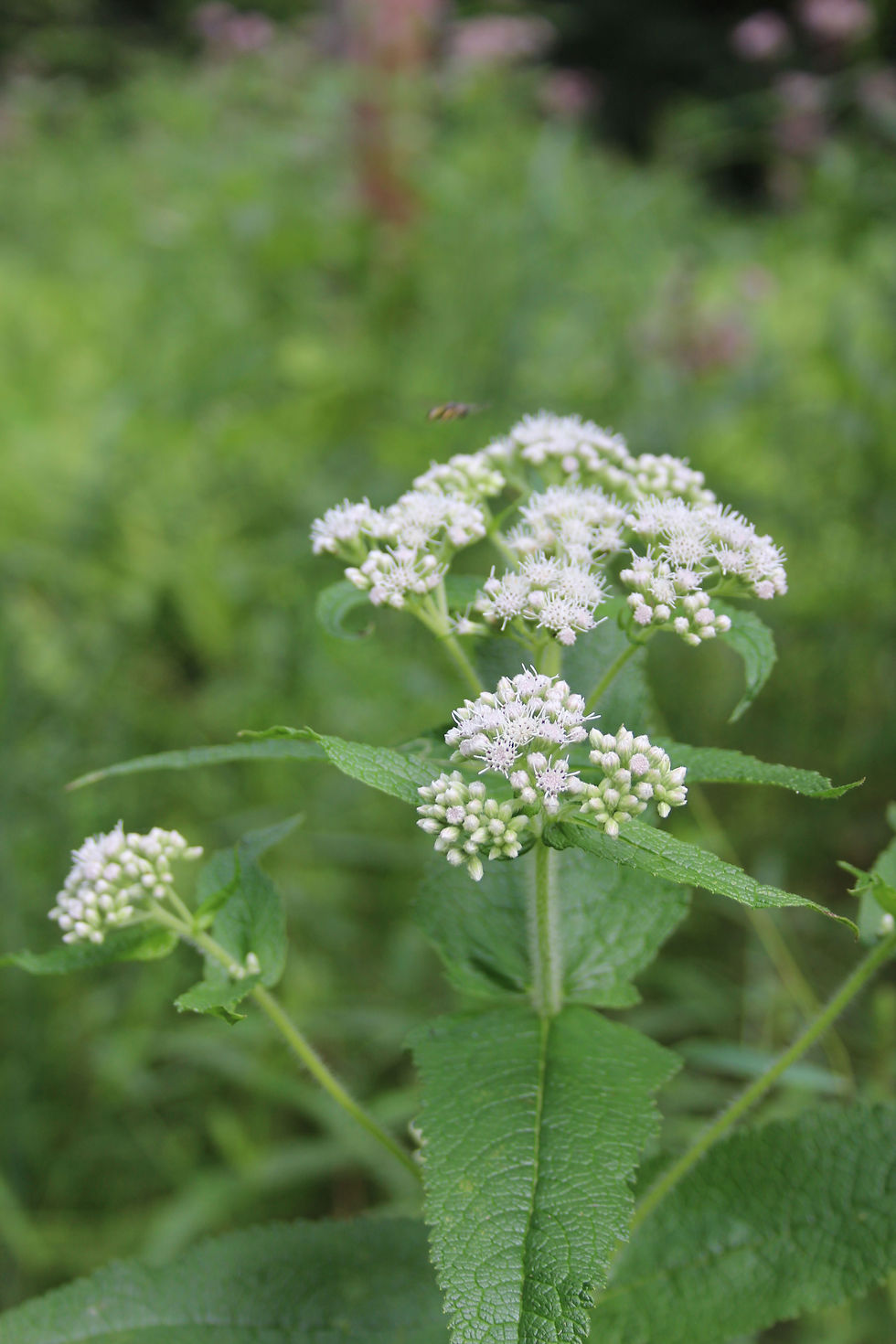 Thumbnail: Eupatorium perfoliatium - Common Boneset