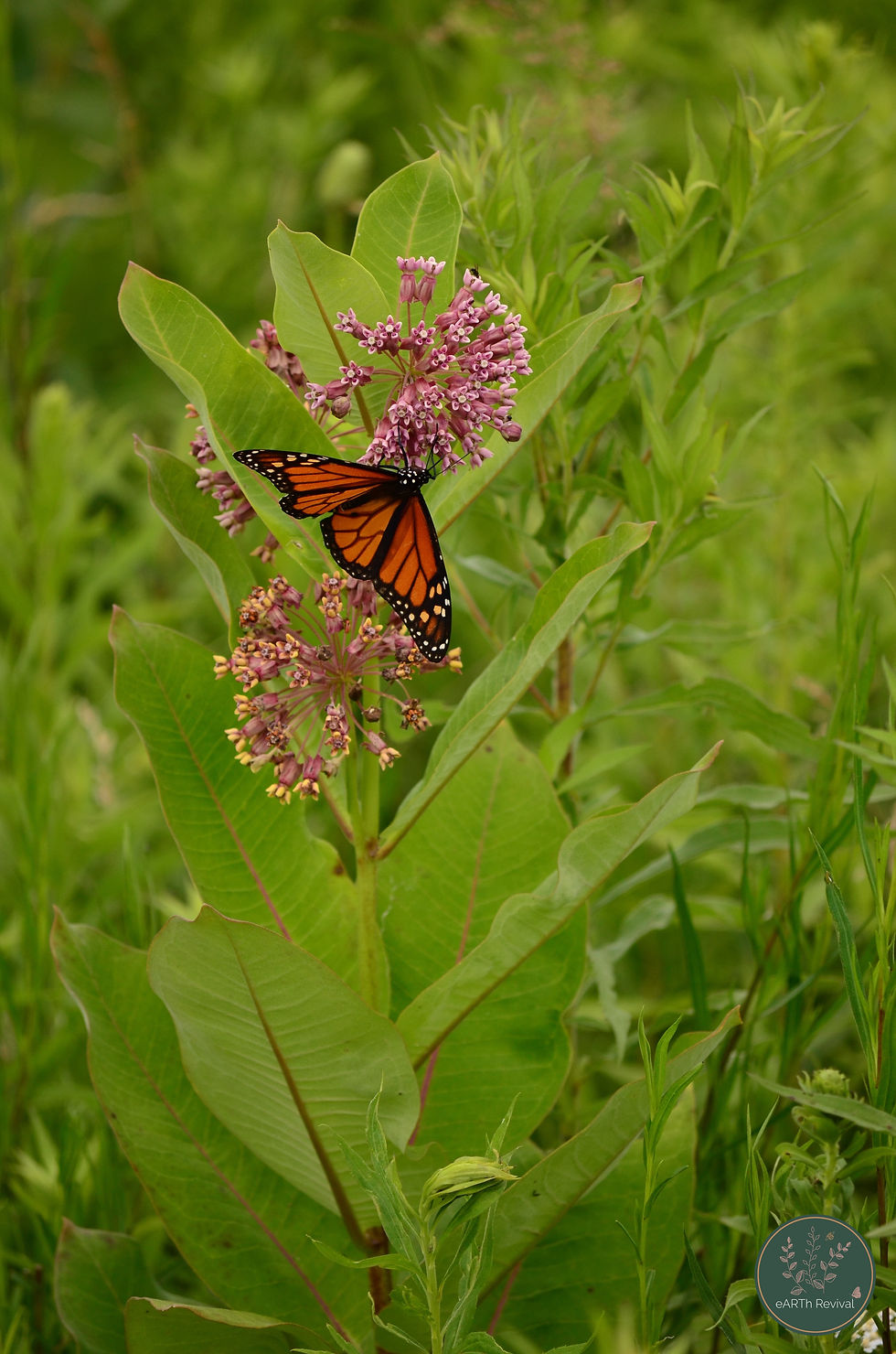 Thumbnail: Asclepias syriaca - Common Milkweed