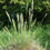 Thumbnail: Koeleria macrantha - Junegrass