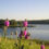 Thumbnail: Dalea purpurea - Purple Prairie Clover