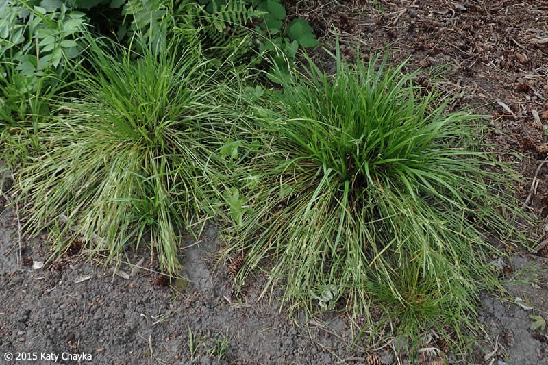 Thumbnail: Carex blanda - Common Wood Sedge