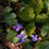 Thumbnail: Viola sororia - Common Blue Violet