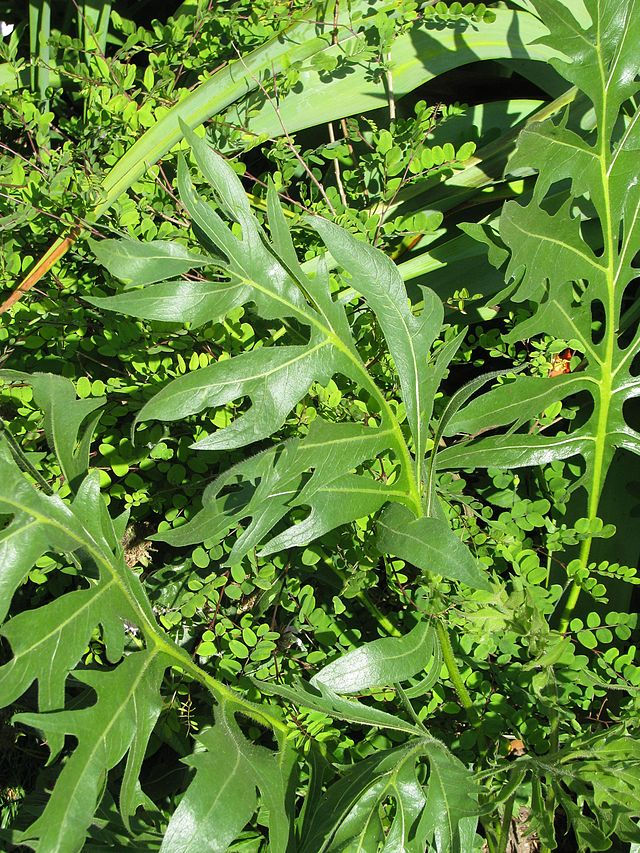 Thumbnail: Silphium laciniatum - Compass Plant