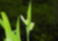Carex blanda - Common Wood Sedge