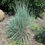 Thumbnail: Schizachyrium scoparium - Little Bluestem