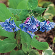 Bluebellls.jpeg