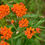 Thumbnail: Asclepias tuberosa - Butterflyweed