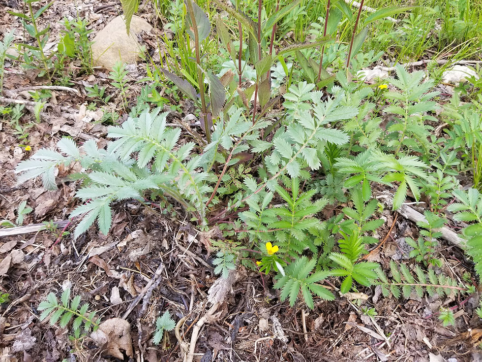 Thumbnail: Argentina anserina - Silverweed