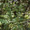 Thumbnail: Symphyotrichum laeve - Smooth Aster