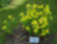 Thumbnail: Oenothera pilosella -Prairie Sundrops