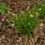 Thumbnail: Carex sprengelii - Long-beaked Sedge