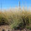 Thumbnail: Bouteloua curtipendula - Side Oats Grama