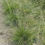 Thumbnail: Sporobolus heterolepis - Prairie Dropseed