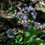 Thumbnail: Symphyotrichum cordifolium - Heart-leaved Aster