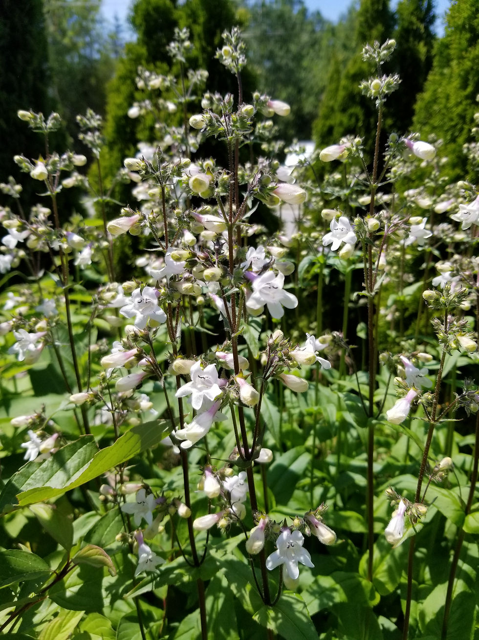 Thumbnail: Penstemon digitalis - Foxglove Beardtongue