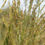 Thumbnail: Panicum virgatum- Switch Grass