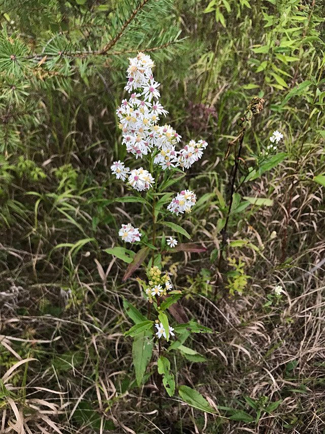 Thumbnail: Symphyotrichum urophyllum - Arrow-leaved Aster