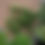 Thumbnail: Clematis virginiana - Virgin's Bower