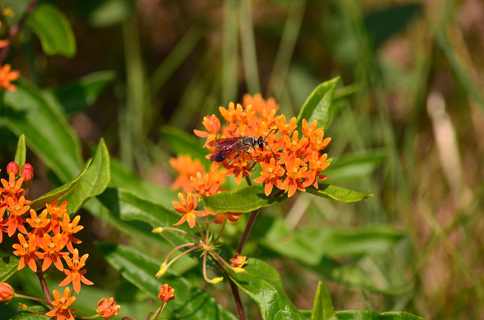 Thumbnail: Asclepias tuberosa - Butterflyweed