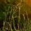 Thumbnail: Andropogon gerardii - Big Bluestem