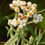 Thumbnail: Anaphalis margaritacea -Pearly Everlasting