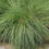 Thumbnail: Sporobolus heterolepis - Prairie Dropseed
