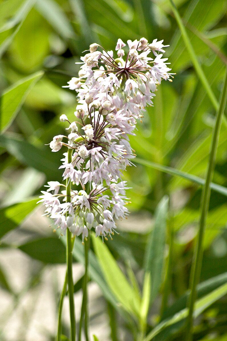 Thumbnail: Allium cernuum - Nodding Onion