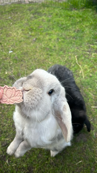 Flopping bloemen snack