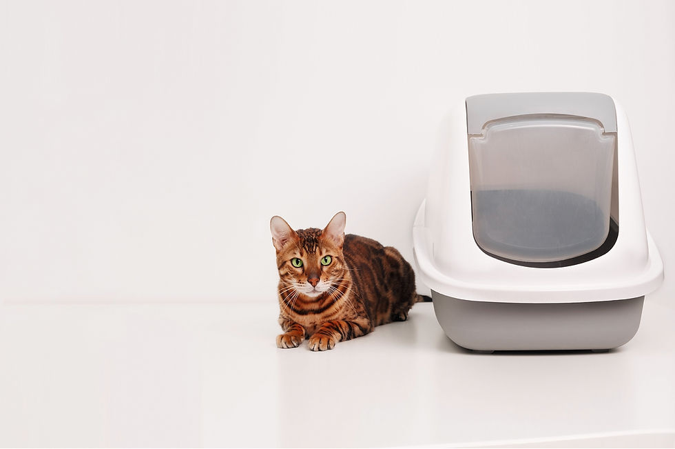 Cat lying by the litter box