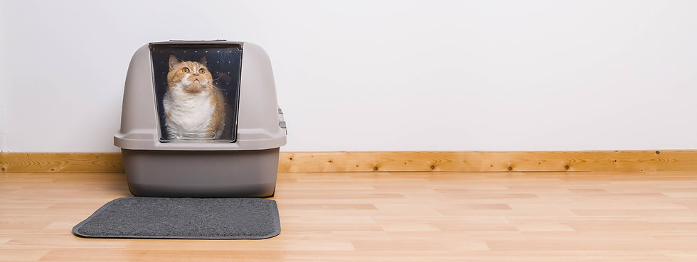 Cat inside the litter box