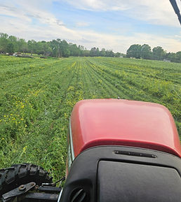 Spraying cover crops at burn down