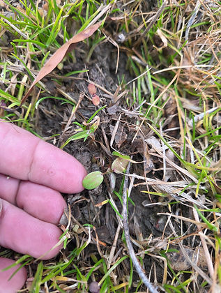 Winter Camelina Cover Crop